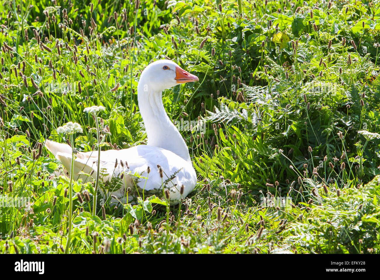 Weiße gans Verschachtelung unter grüne Pflanzen, die Scilly-Inseln, Vereinigtes Königreich Stockfoto