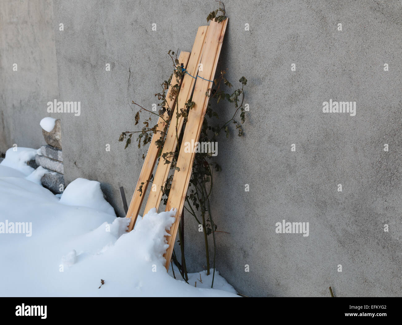 Zart-Hardy Pflanzen gegen Winterfrost geschützt wird und Schaden mit hölzernen Clochen Schnee. Stockfoto