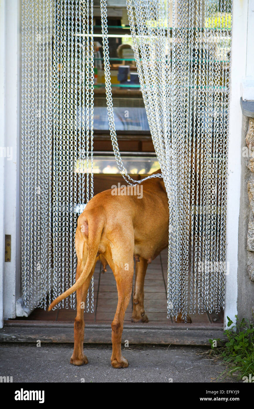 Ansicht der Rückseite des Hundes stehen in Cafe Kette verhängten Türrahmen Stockfoto