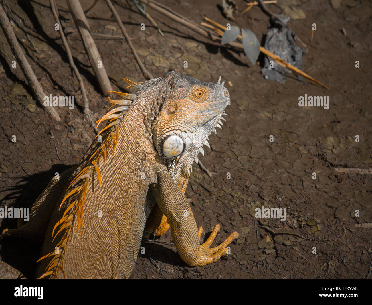 Leguan Stockfoto