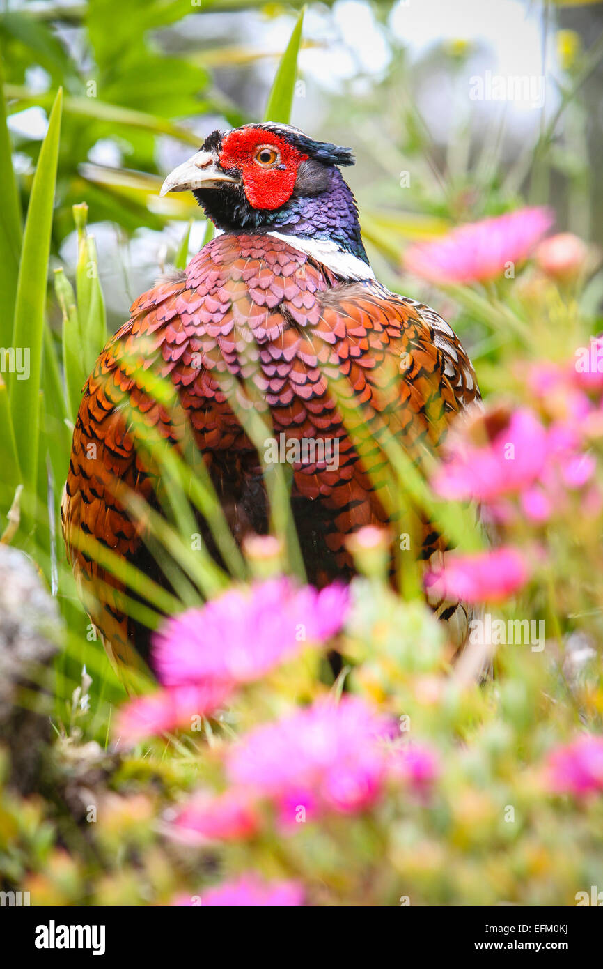 Fasan in Tresco Abbey Gardens, Scilly Inseln Stockfoto