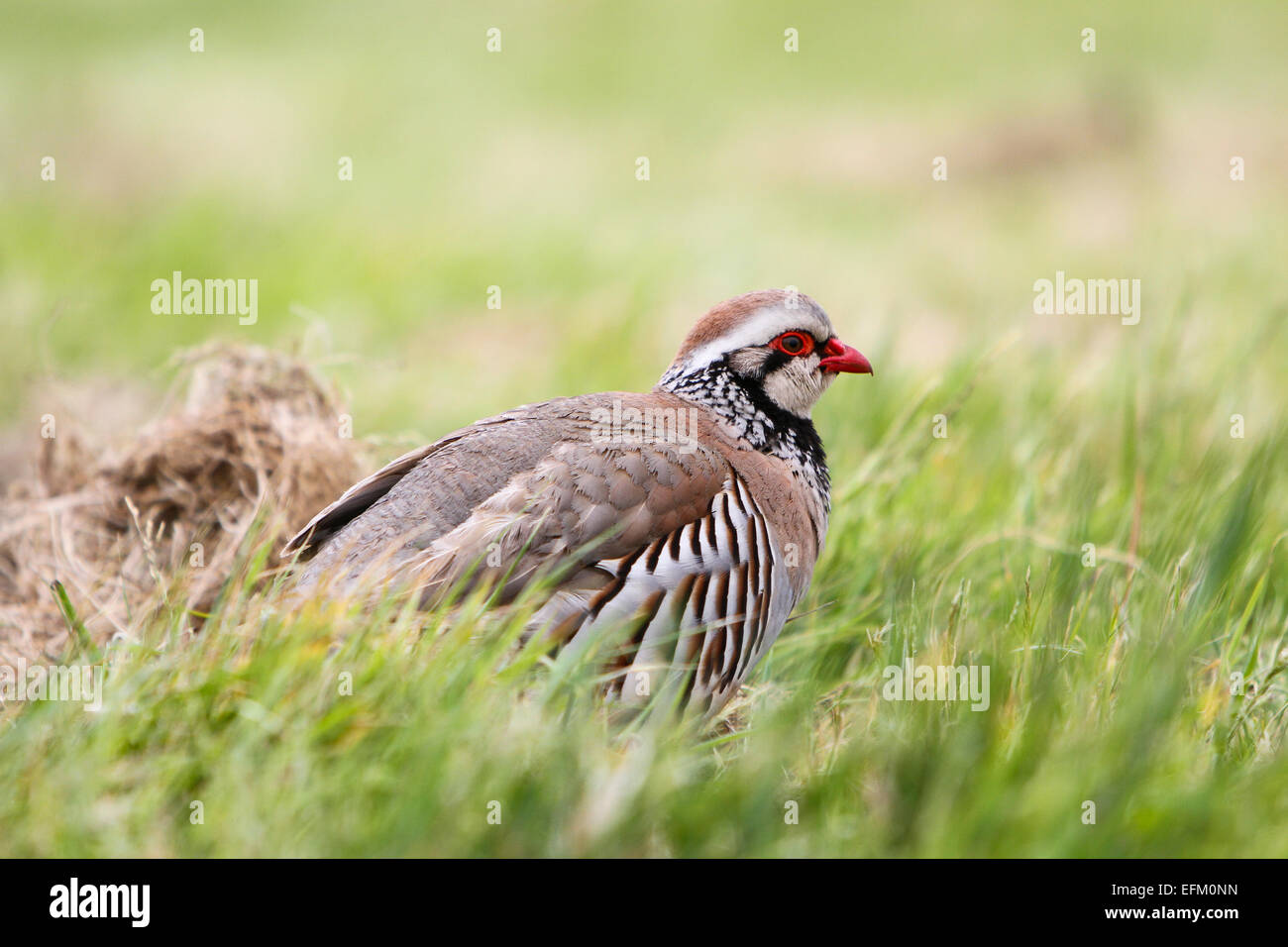 Red legged Partridge unter Feld Gras Stockfoto