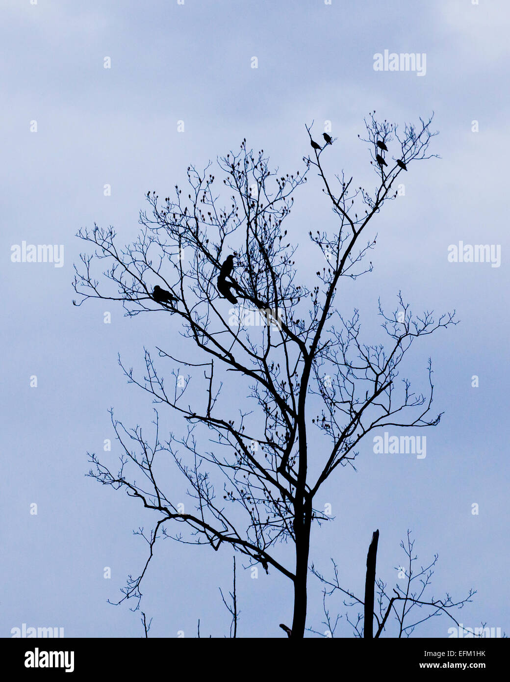 Vögel sitzen auf ruhende Ast - USA Stockfoto