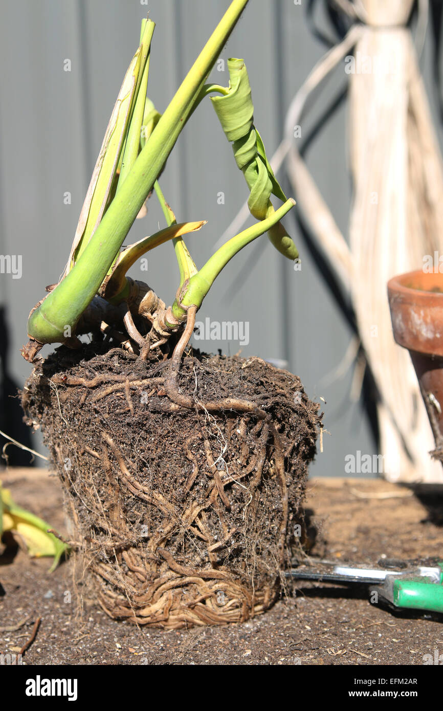 Wurzel, die gebundenen geteilten Blatt Philodendron Monstera Deliciosa muss umgetopft werden Stockfoto