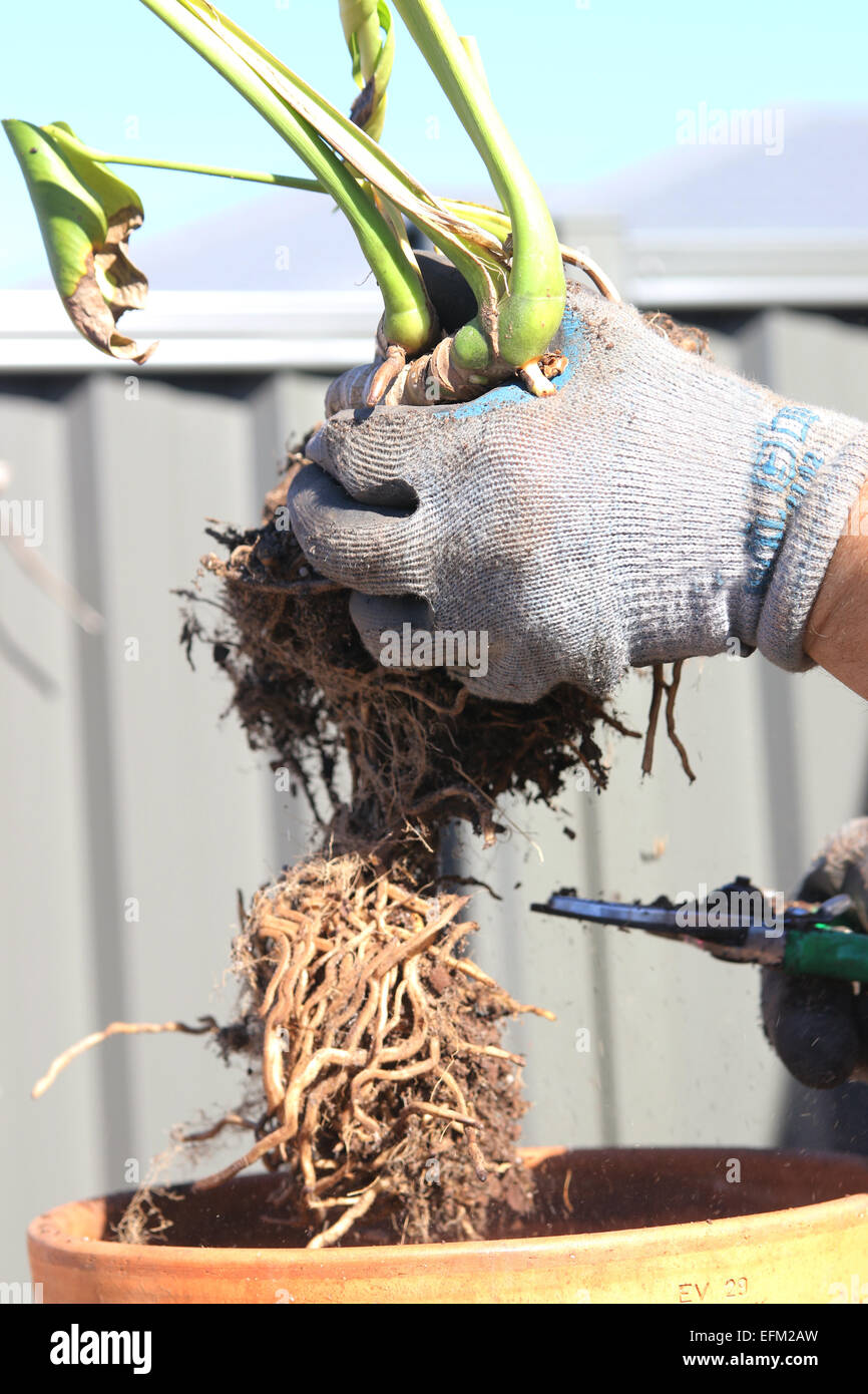 Wurzel, die gebundenen geteilten Blatt Philodendron Monstera Deliciosa muss  umgetopft werden Stockfotografie - Alamy