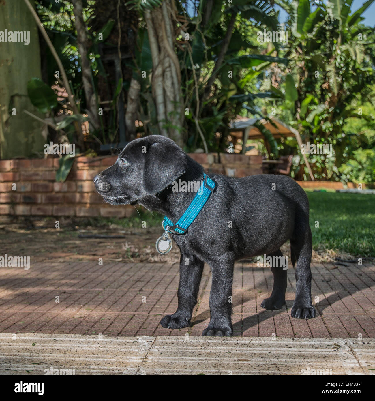 Labrador-Welpe draußen spielen Stockfoto