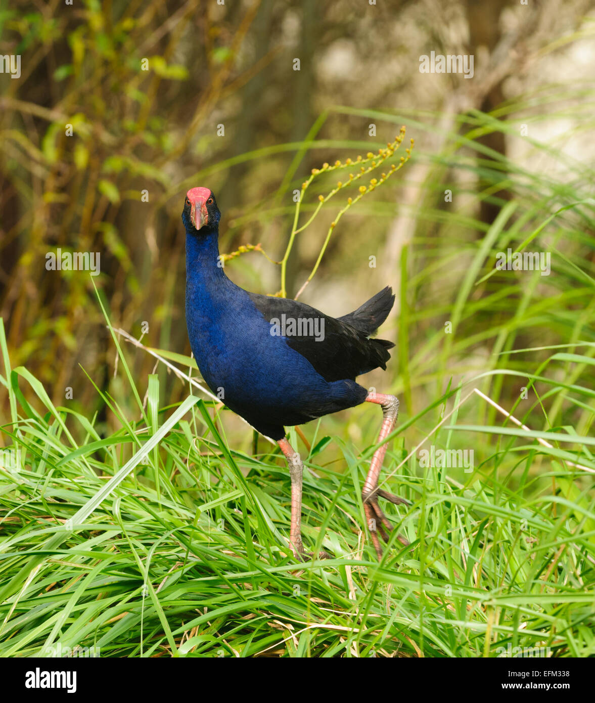 Neuseeland pukeko, ein gebürtiger Vogel in freier Wildbahn Stockfoto