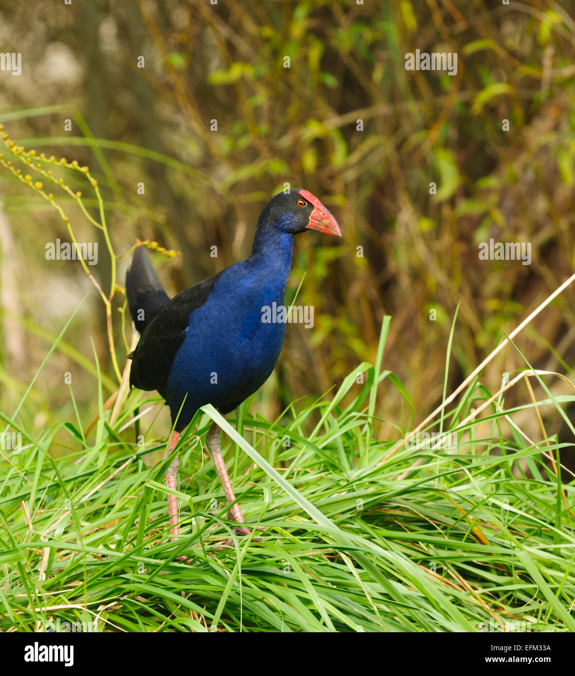 Neuseeland pukeko, ein gebürtiger Vogel in freier Wildbahn Stockfoto