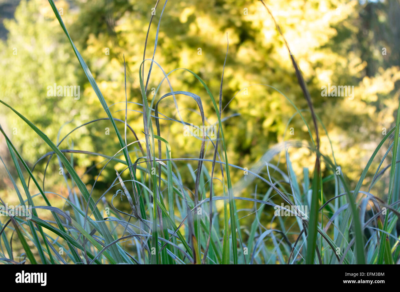 Grass im schwindenden Licht Stockfoto