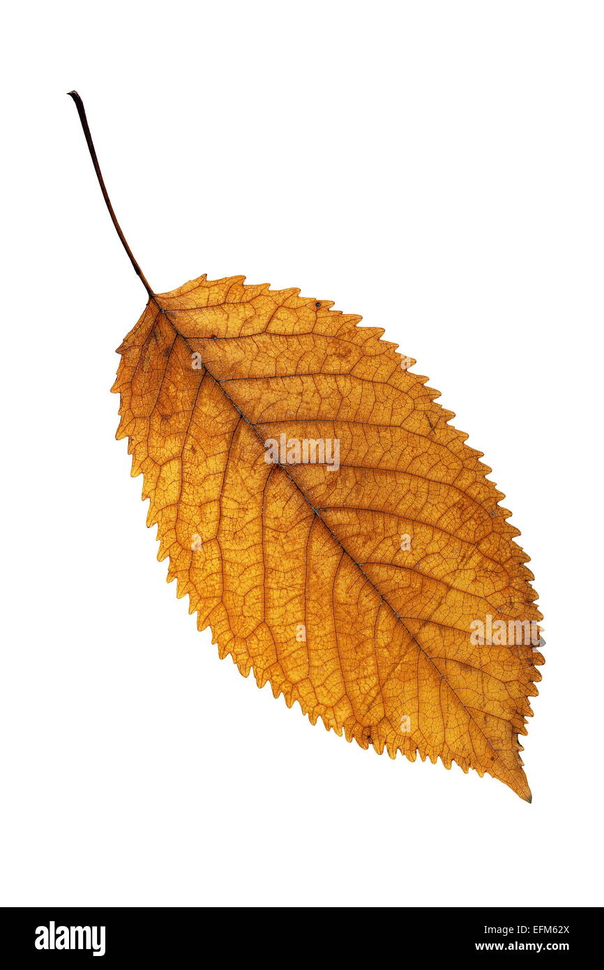 Golden faded Cherry Blatt isoliert auf weißem Hintergrund Stockfoto