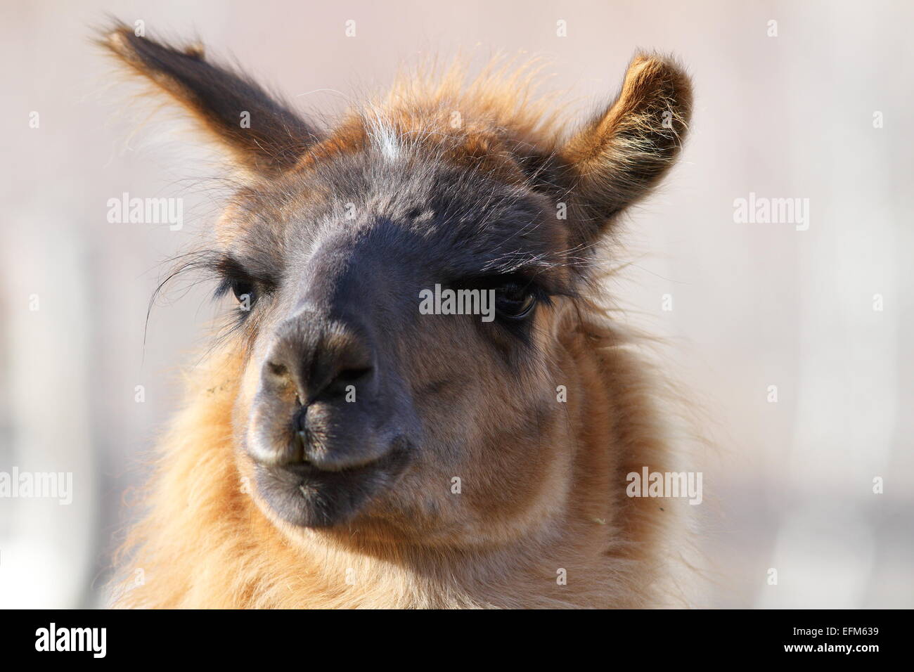 Lama Glama (spucken Lamas) Blick in die Kamera, Bild auf einen zahmen Haustier gemacht Stockfoto