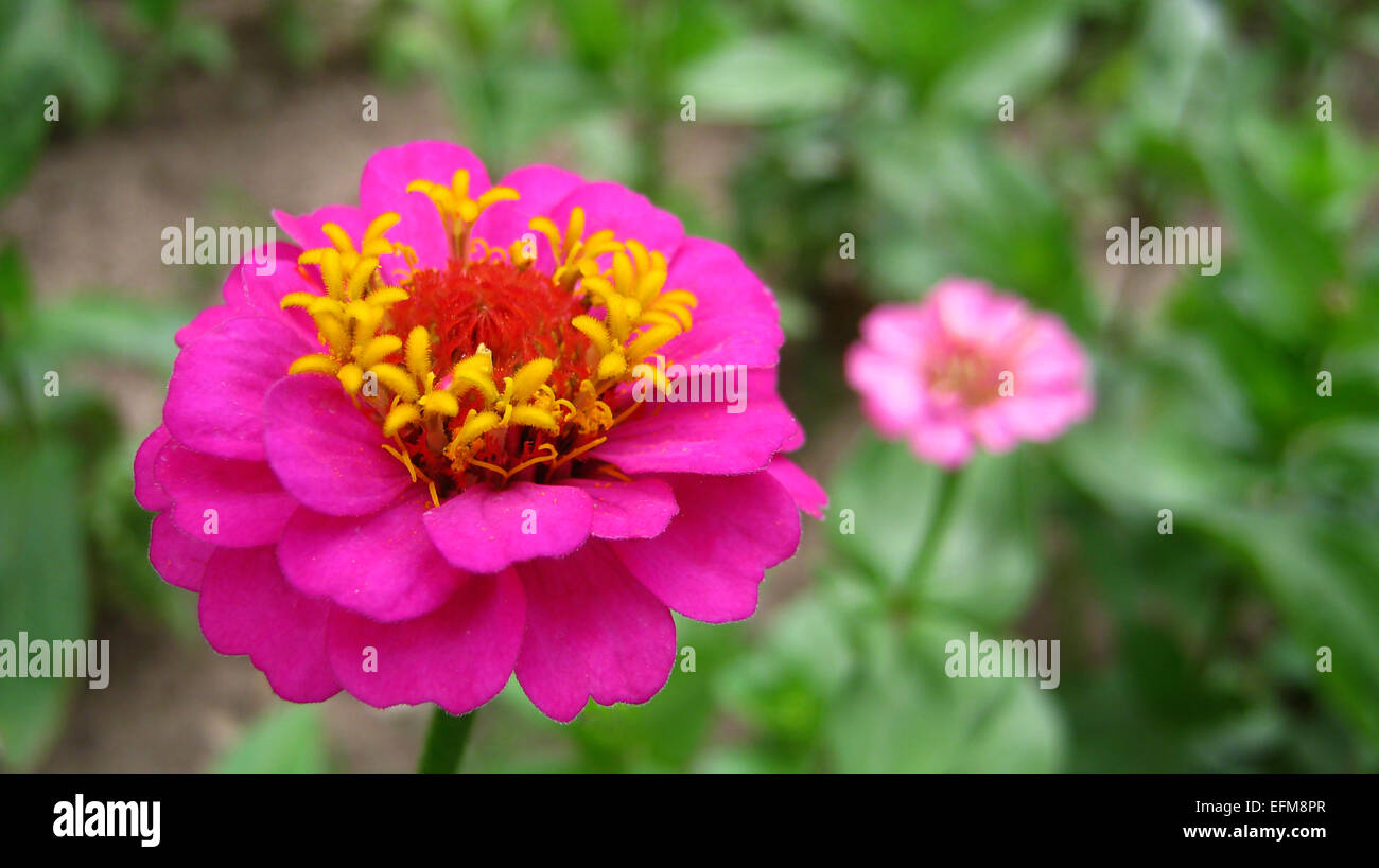 Rosa Zinnia Elegans Blume im Garten. Stockfoto