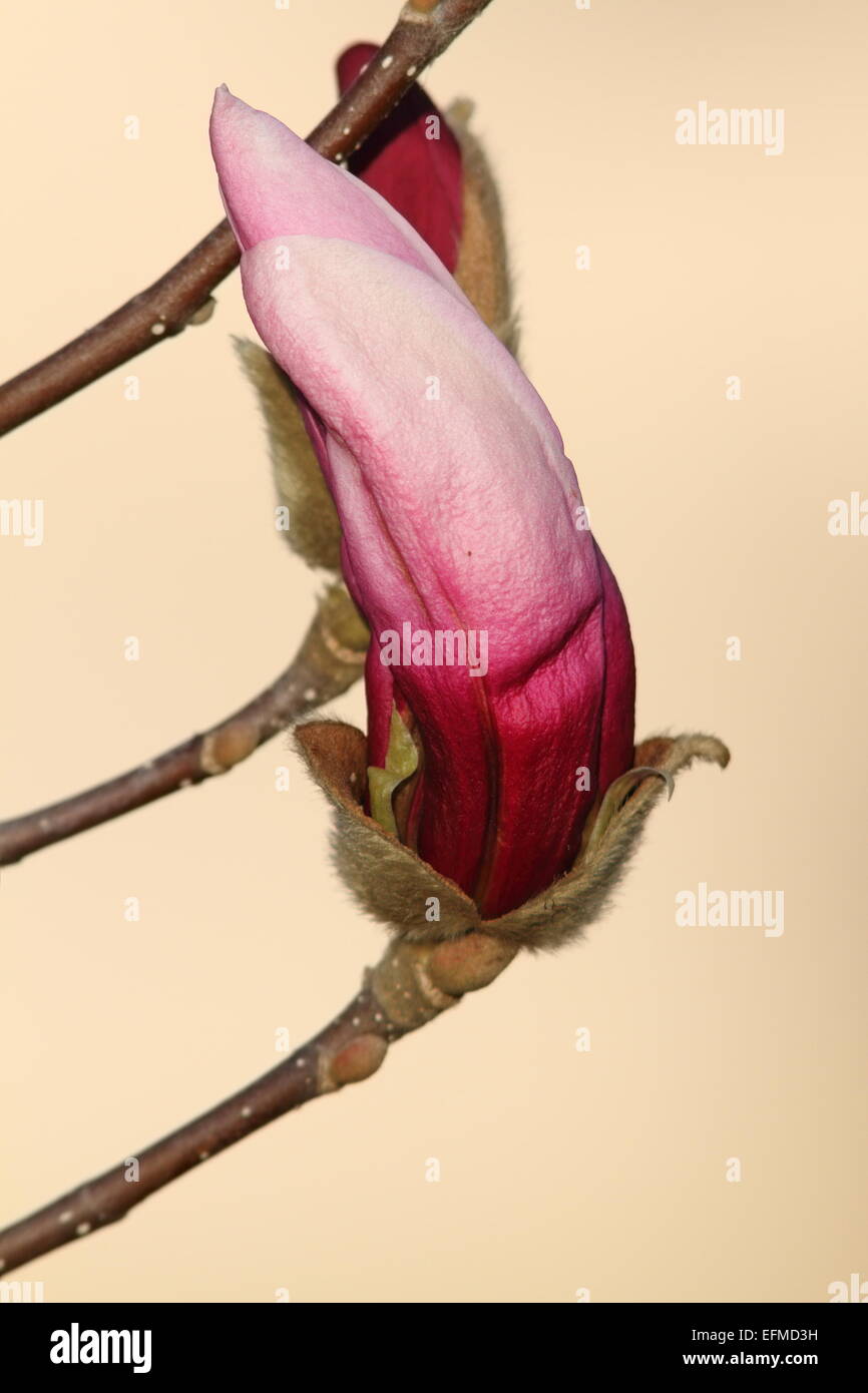 bereit, über Fokus Hintergrund entstehen wunderschöne Magnolie Blume Stockfoto