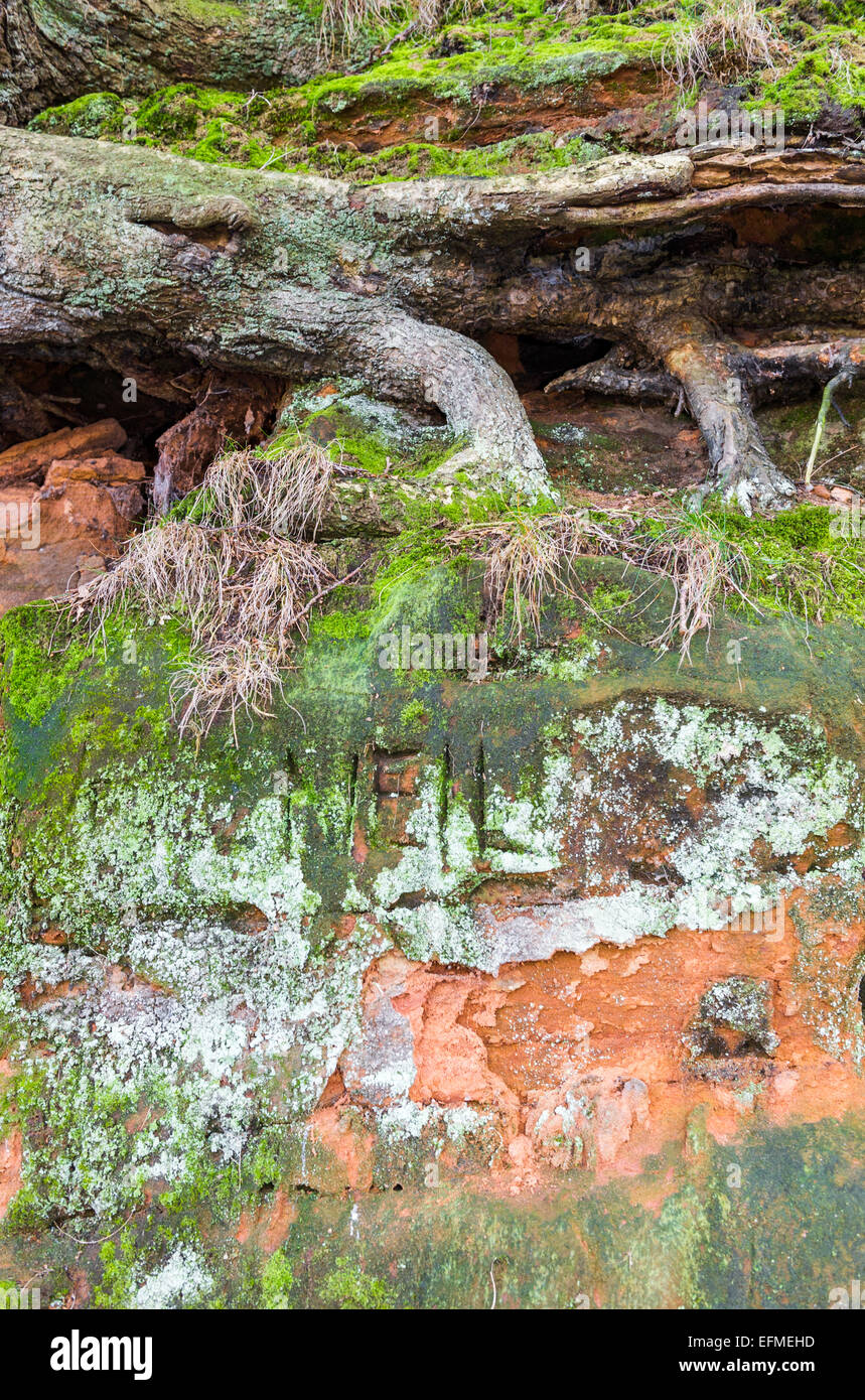 Freiliegende Baumwurzeln auf eine mehr Ernte aus Sandstein. Stockfoto