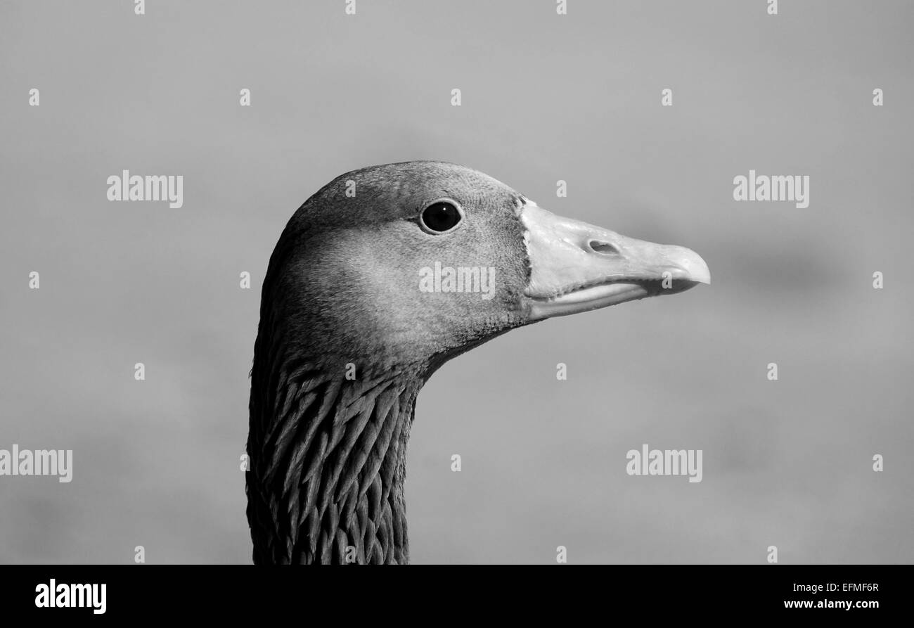 Nahaufnahme eines Graugans Gans Kopf vor einem verschwommenen Hintergrund - monochrome Verarbeitung Stockfoto