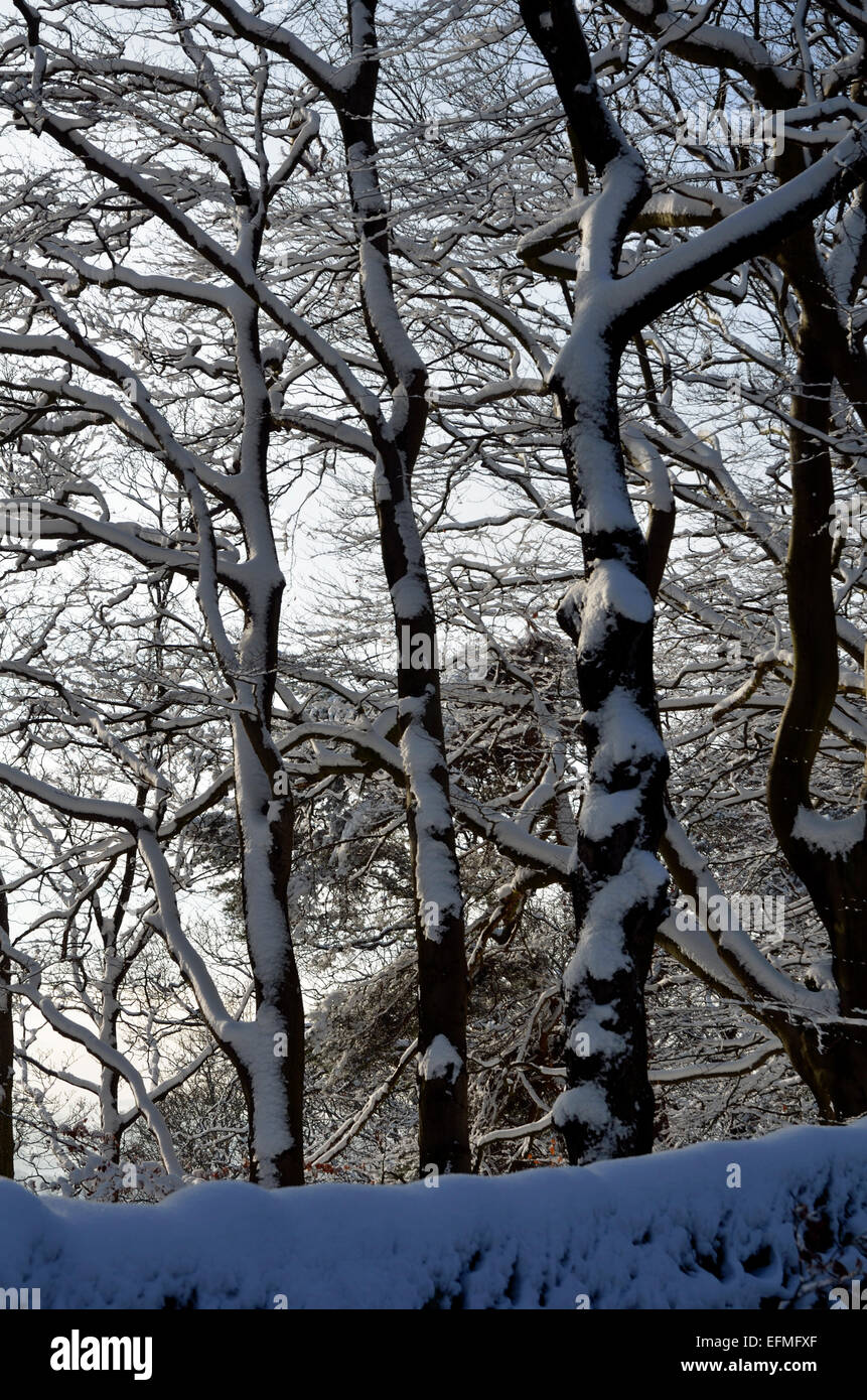 Schnee auf Bäume, Ranmoor Cliffe, Ranmoor, Sheffield, South Yorkshire, England, Großbritannien Europa. Stockfoto