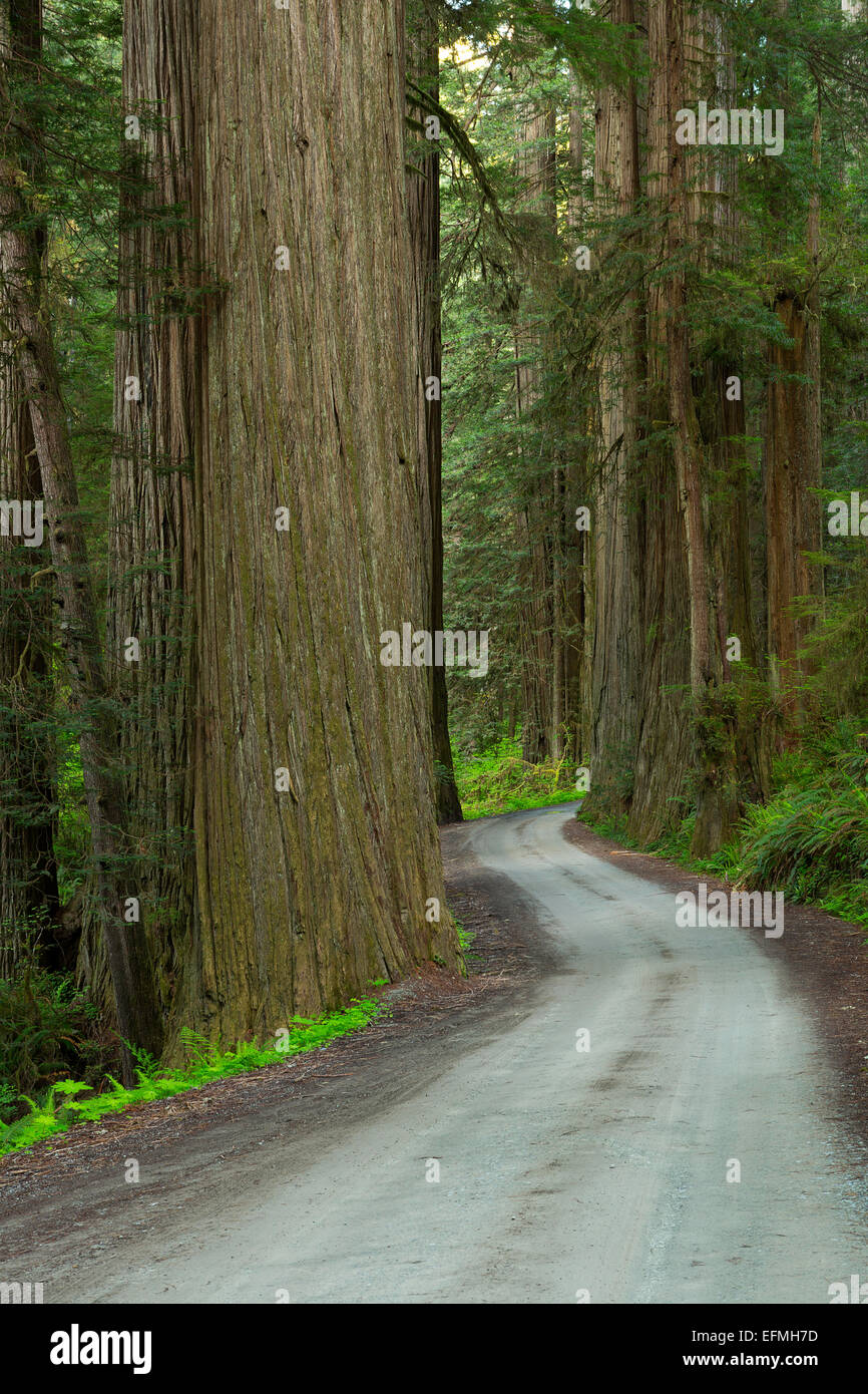 Howland Hill Road schlängelt sich durch Redwoods (Sequoia Sempervirens) im Redwood National Park und Jedediah Smith Redwoods Sta Stockfoto