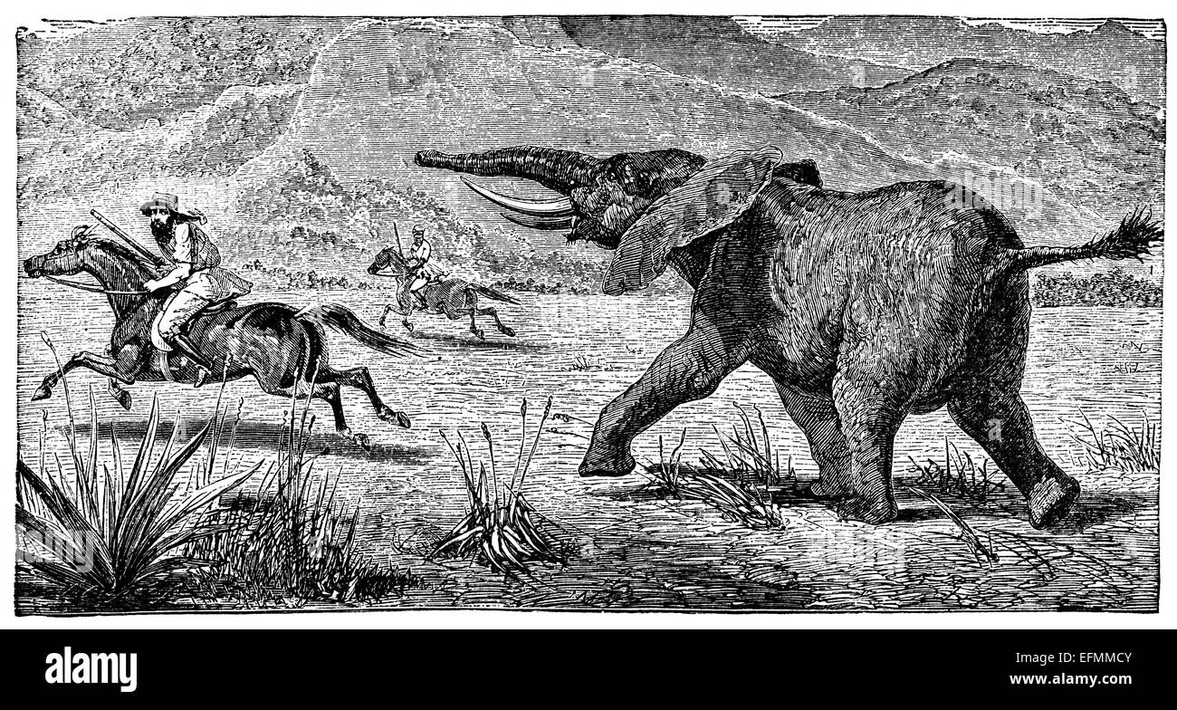 19. Jahrhundert Gravur eines Ladestation Elefanten in der Savanne in Afrika Stockfoto