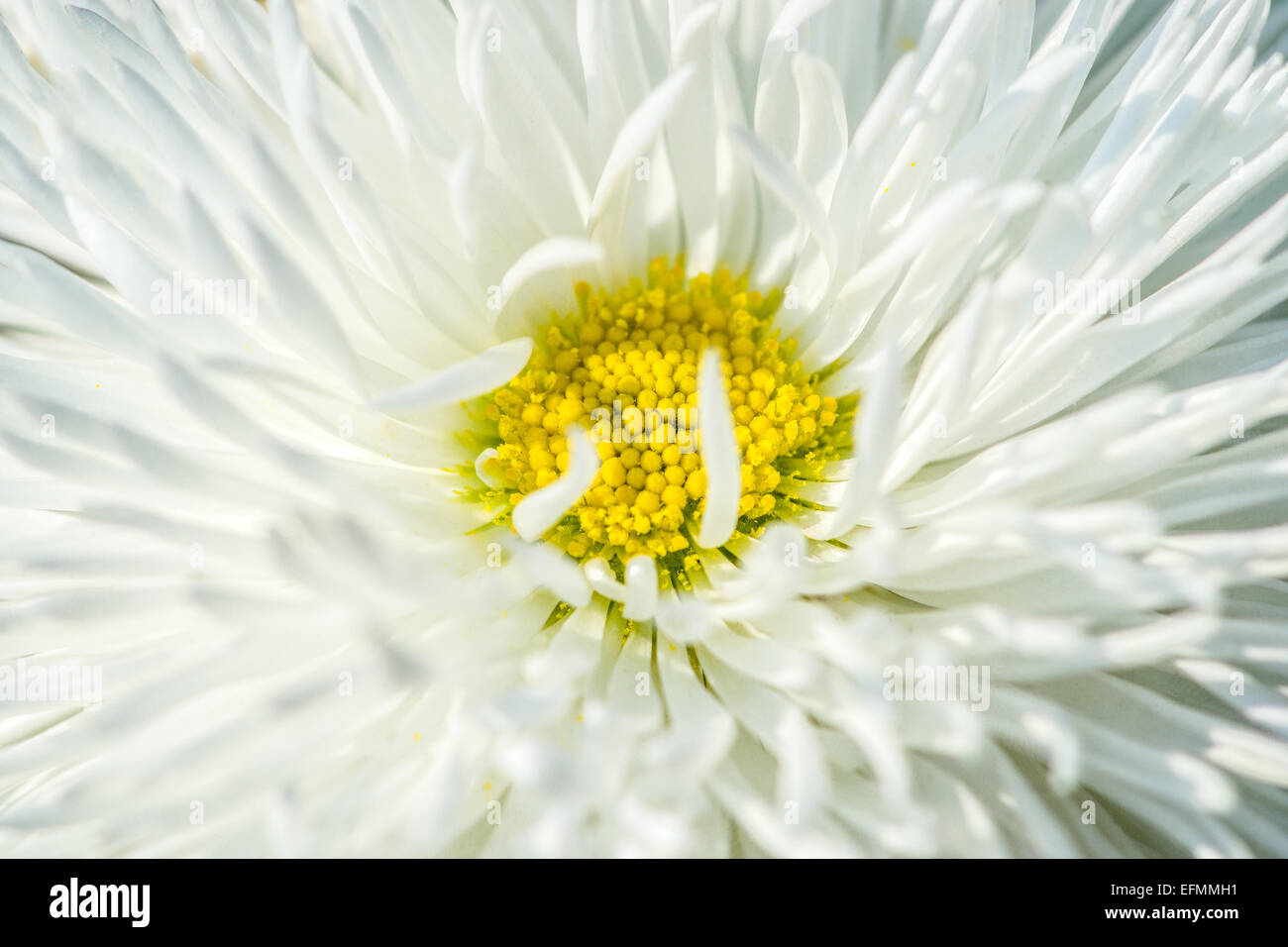 Weiße Englisch Daisy Blume Stockfoto