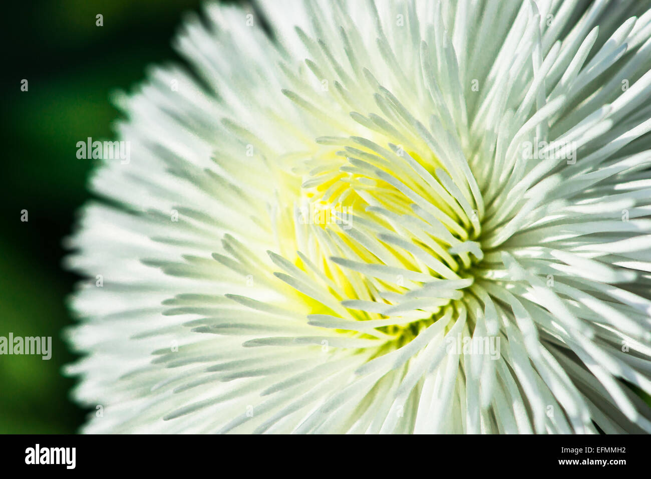 Weiße Englisch Daisy Blume Stockfoto