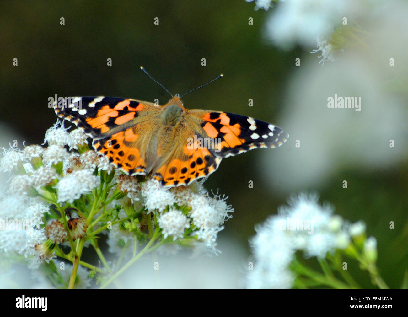 Ein Distelfalter Schmetterling in den Gärten am Lanhydrock, in der Nähe von Bodmin. Stockfoto