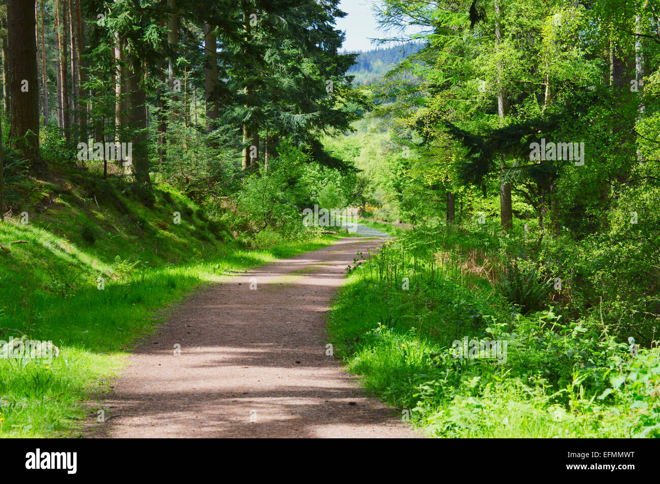 Waldweg durch Thrunton Woods, Northumberland Stockfoto