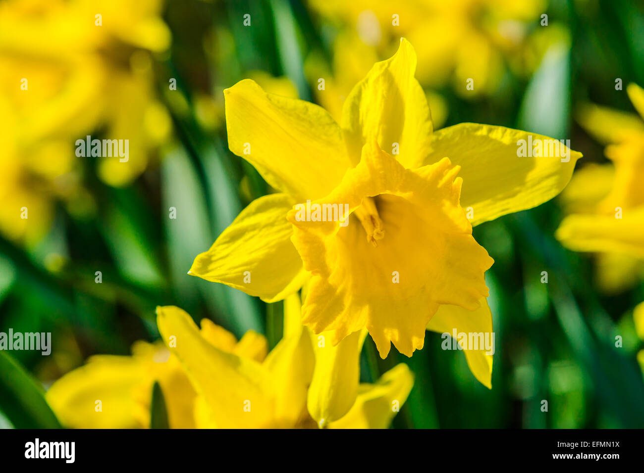 Gelbe Narzissen und grünen Blättern auf einem Blumenbeet im Frühjahr Stockfoto