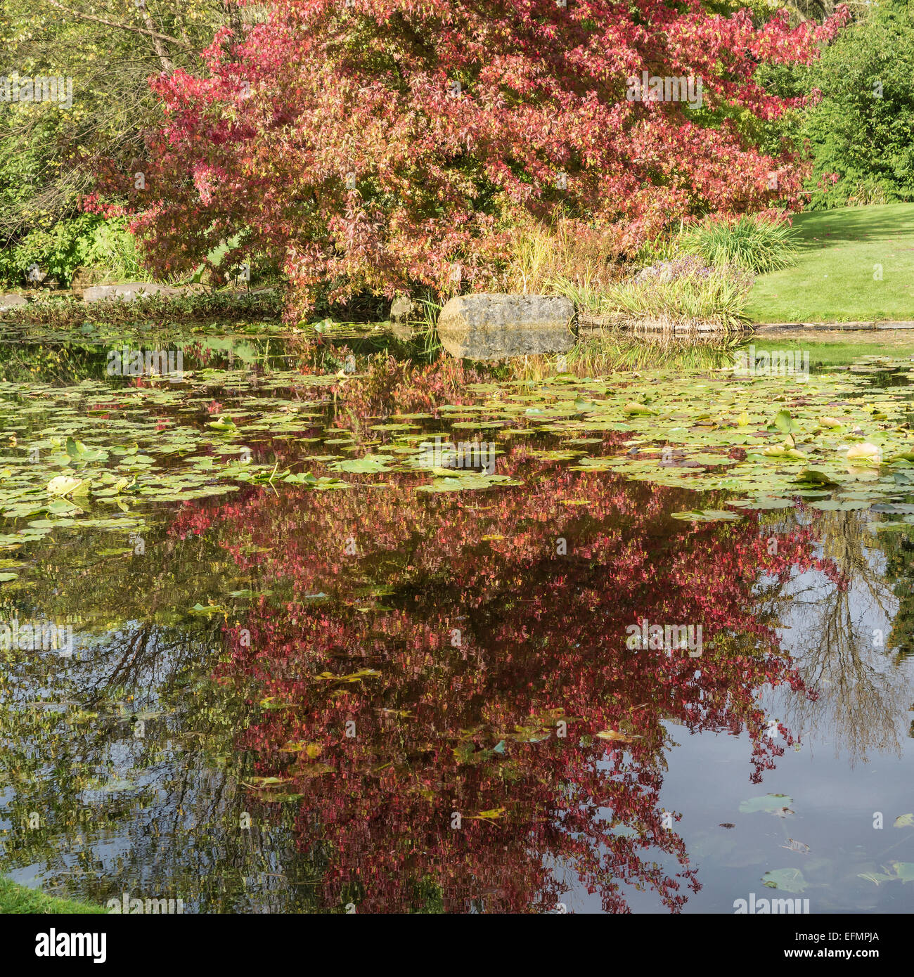 Herbst Farben Cambridge Botanischer Garten Stockfoto