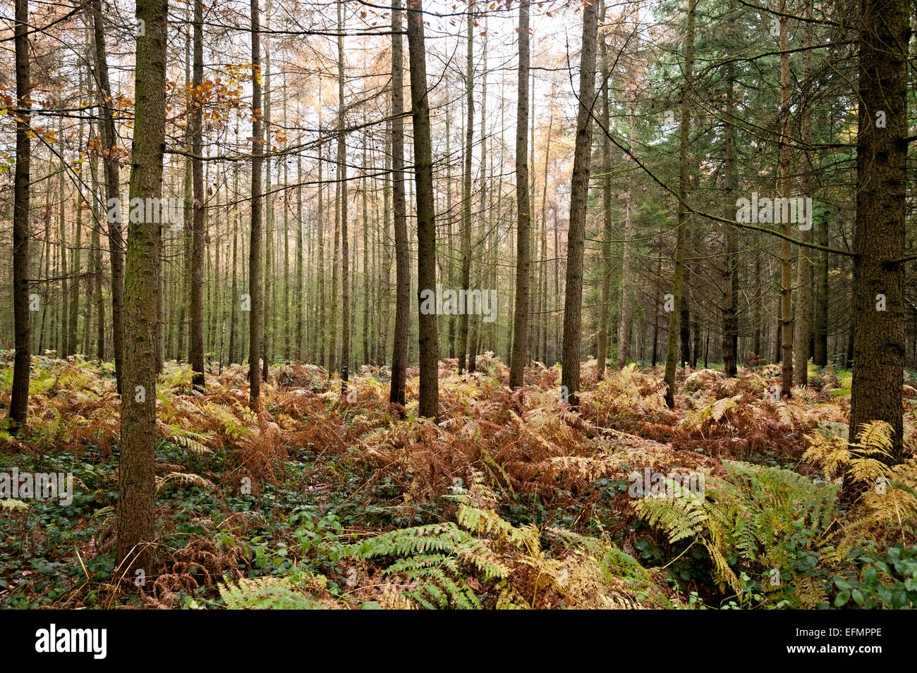 Bäume in der Wyre forest Worcestershire England Stockfoto