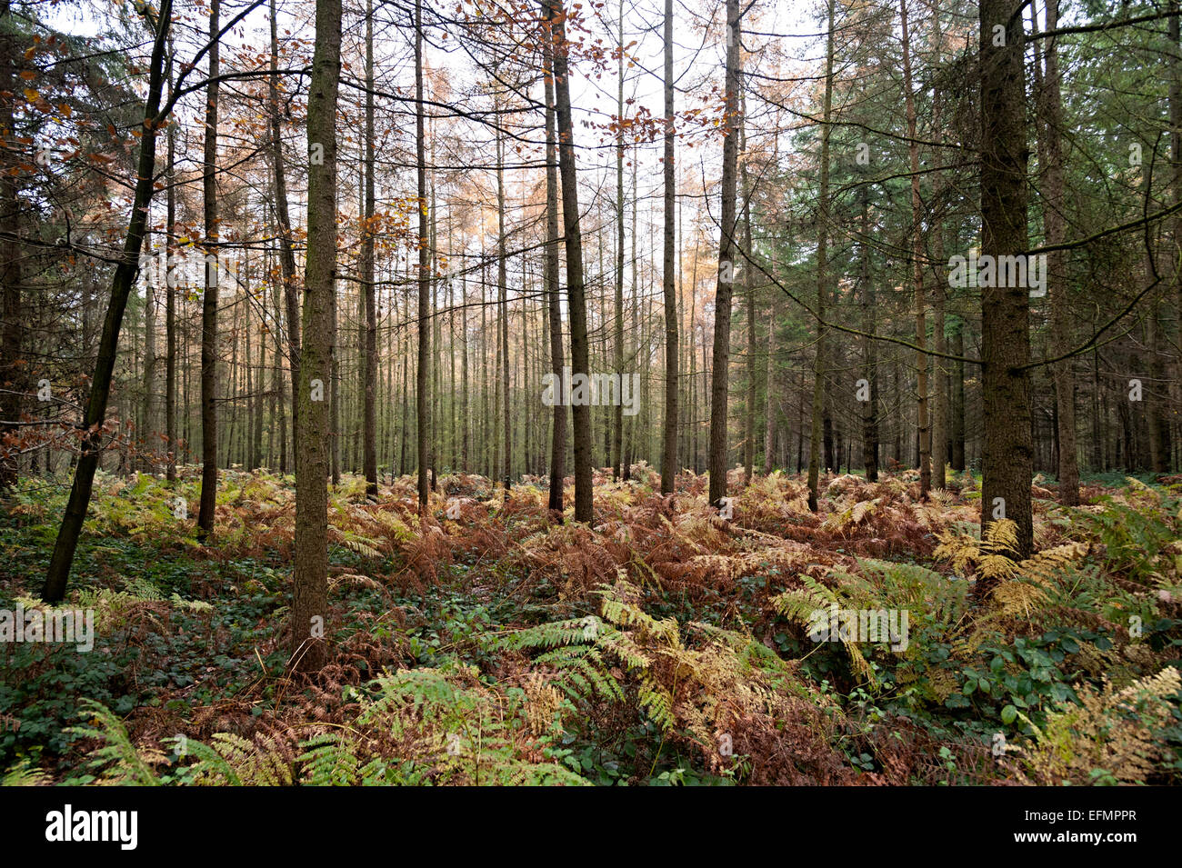 Bäume in der Wyre forest Worcestershire England Stockfoto