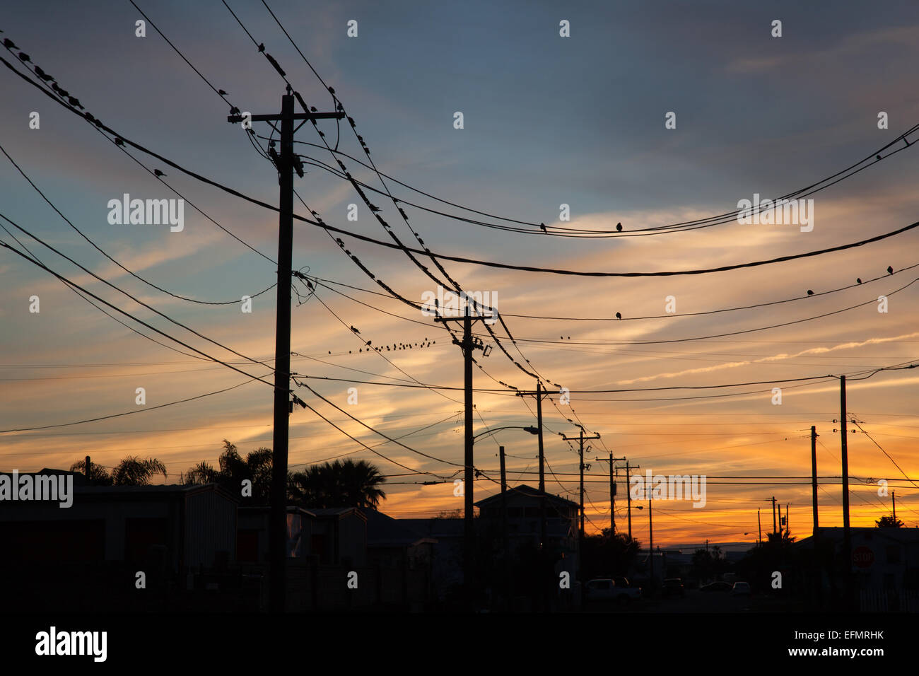 Vögel auf elektrischen Leitungen bei Sonnenuntergang. Stockfoto