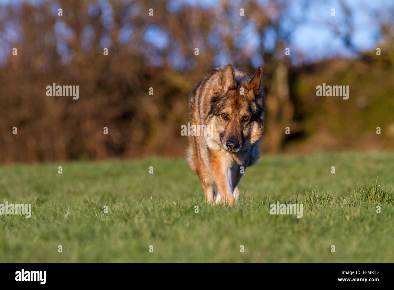 Deutscher Schäferhund auf dem Rasen verfolgen einen Duft in Richtung der Kameras. Elsässische draußen in der Sonne. Stockfoto