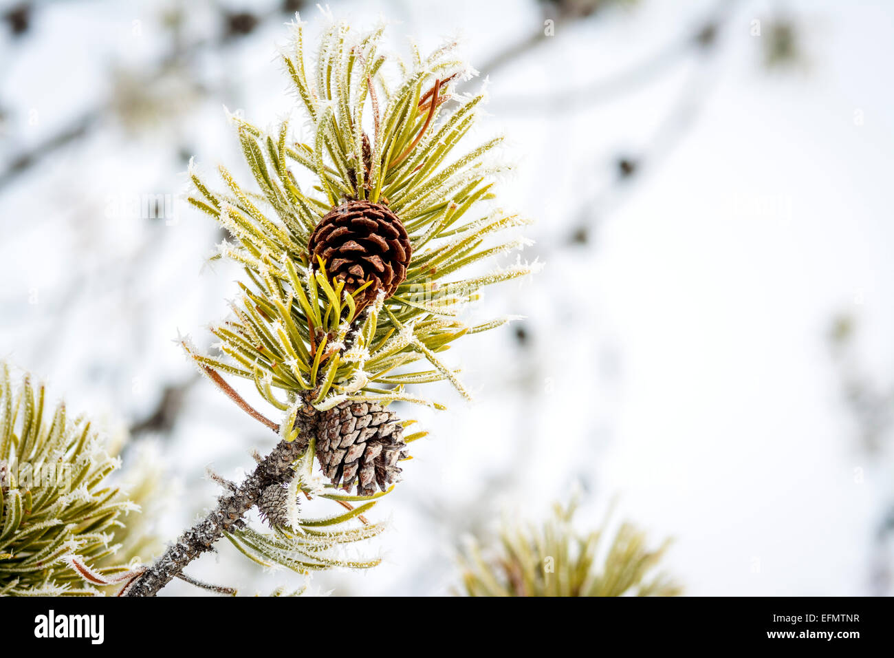 Kiefer-Baum-Glied mit einem mattierten Tannenzapfen Stockfoto