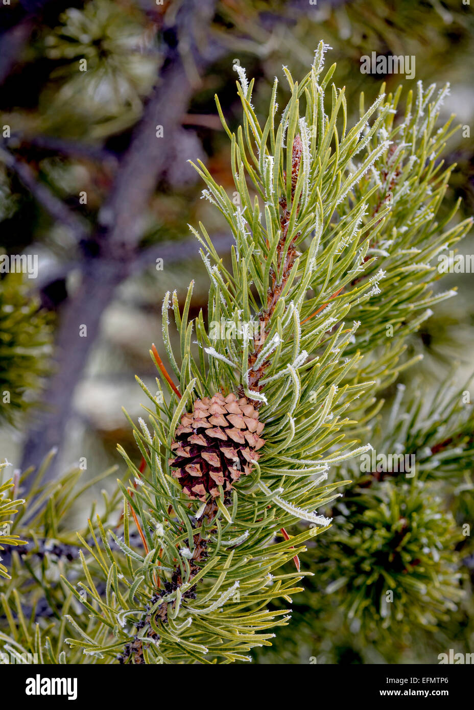 Kiefer mit Frost und ein Kegel Stockfoto