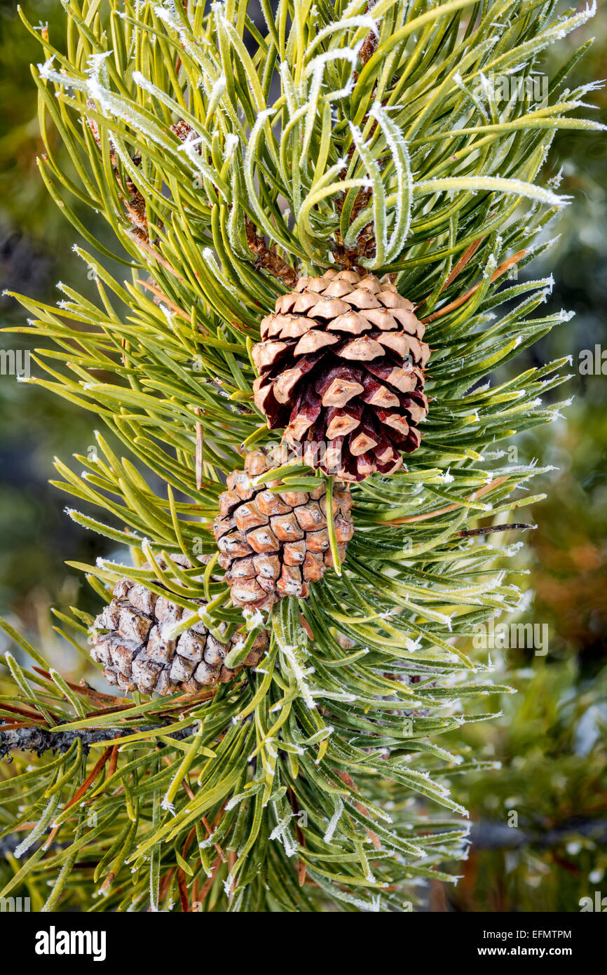 Braun Tannenzapfen in einen grünen Baum Stockfoto