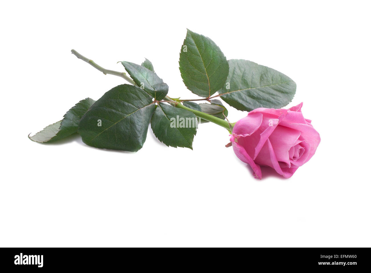 Eine rosa Rose auf einem weißen Hintergrund isoliert Stockfoto