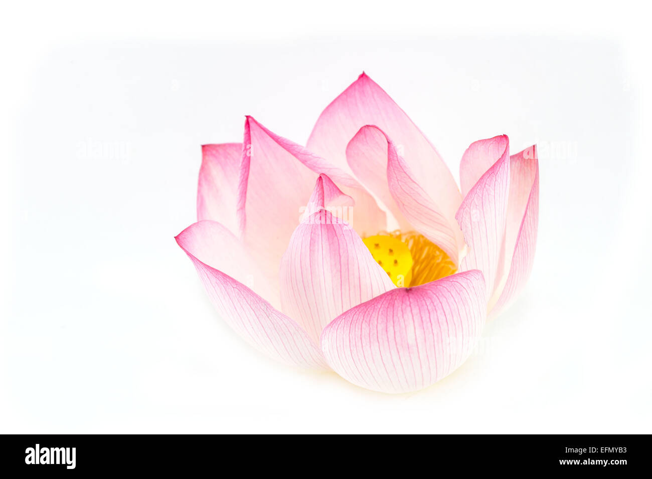 Pink Lotus isoliert auf weißem Hintergrund Stockfoto