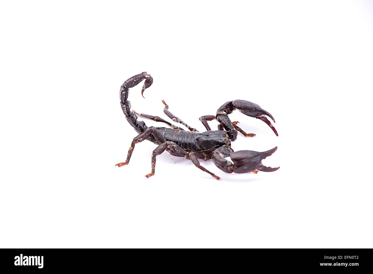 Schwarzen Skorpion isoliert auf weißem Hintergrund Stockfoto