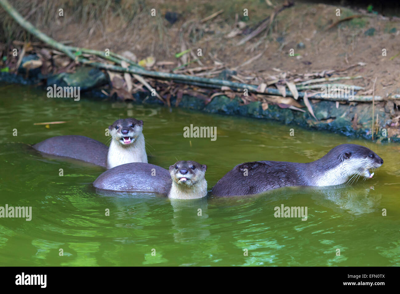 Eine orientalische kleine krallte Otter / Aonyx Cinerea / asiatische kleine krallte Otter Stockfoto
