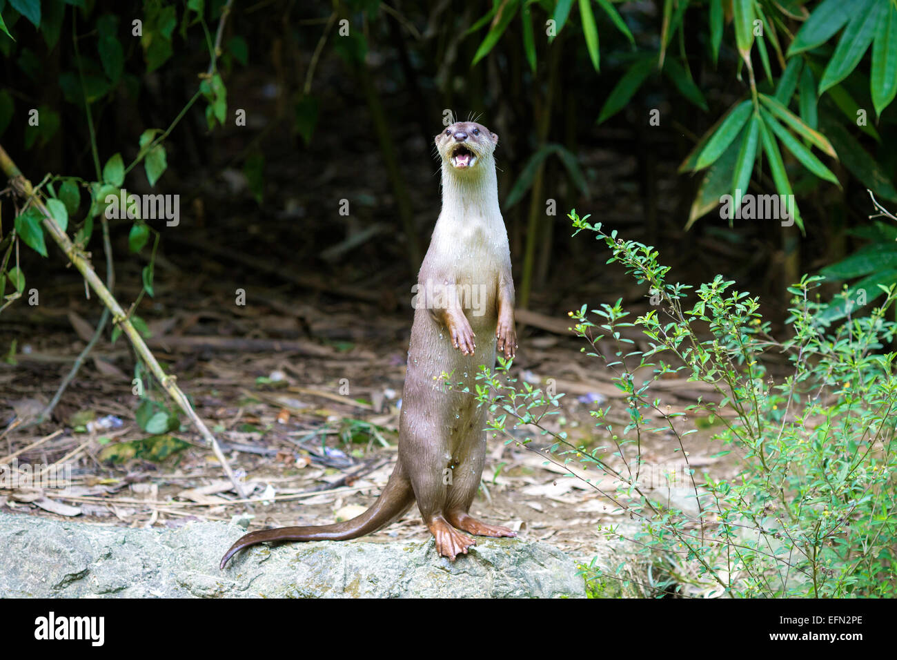 Eine orientalische kleine krallte Otter / Aonyx Cinerea / asiatische kleine krallte Otter Stockfoto