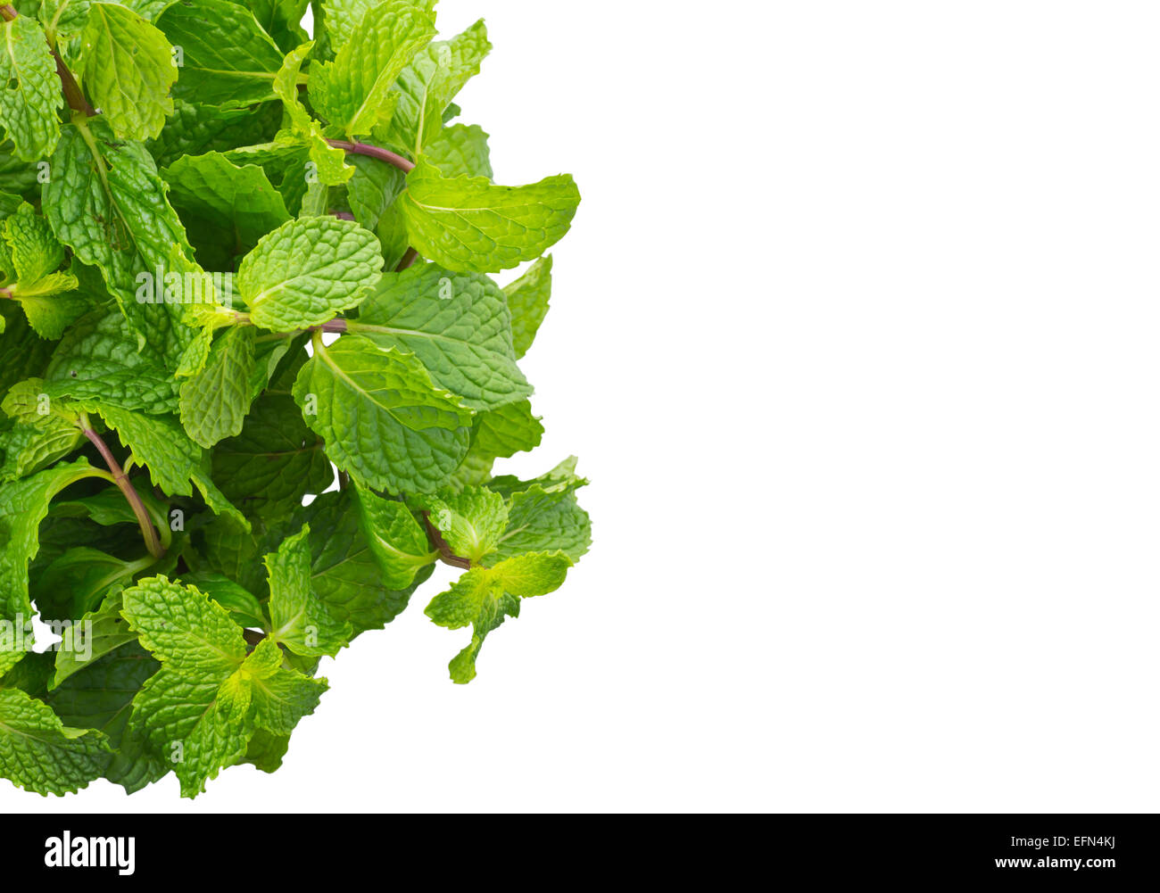 Mentha Cordifolia Opiz bekannt als Mint, isoliert auf weißem Hintergrund und Clipping-Pfad Stockfoto
