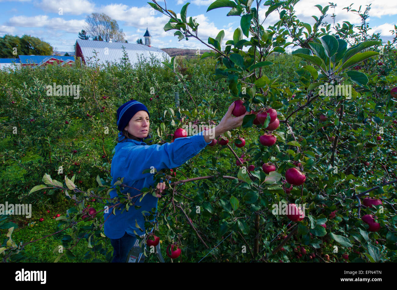 Ein Picker klettert eine Leiter um frisches Obst aus einem Apfelbaum in einem Obstgarten in Lafeyette, New York zu zupfen. Stockfoto