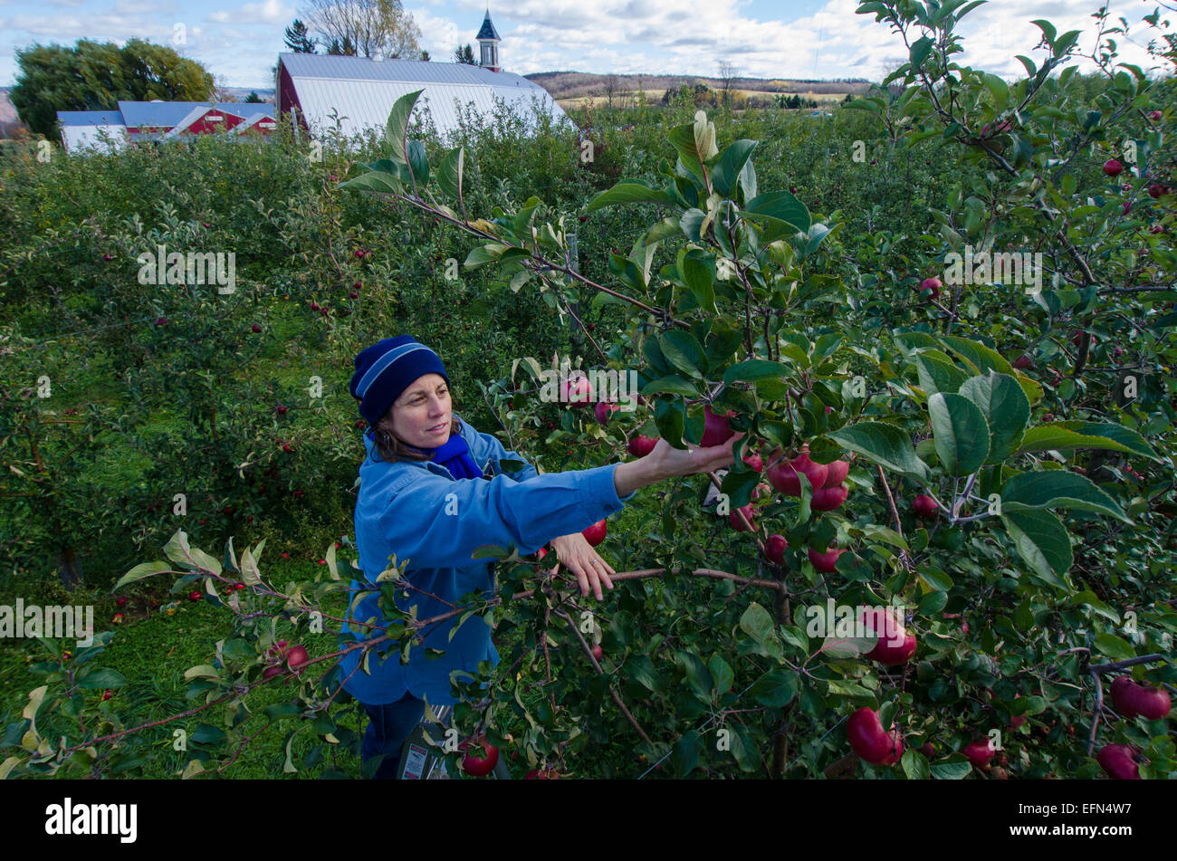 Ein Picker klettert eine Leiter um frisches Obst aus einem Apfelbaum in einem Obstgarten in Lafeyette, New York zu zupfen. Stockfoto