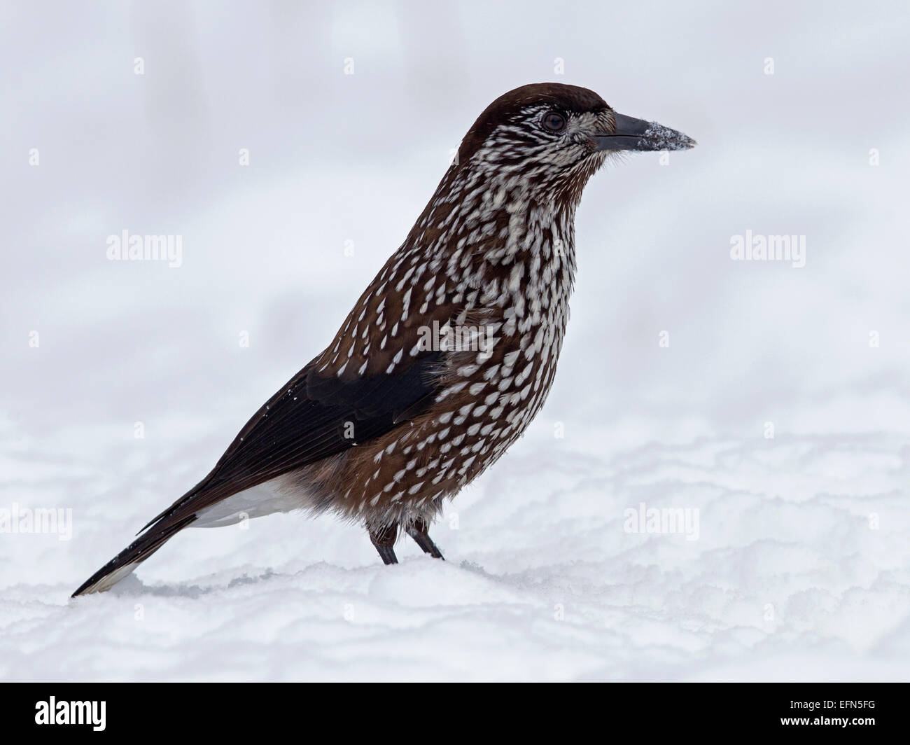 Nussknacker stehen im Schnee entdeckt Stockfoto