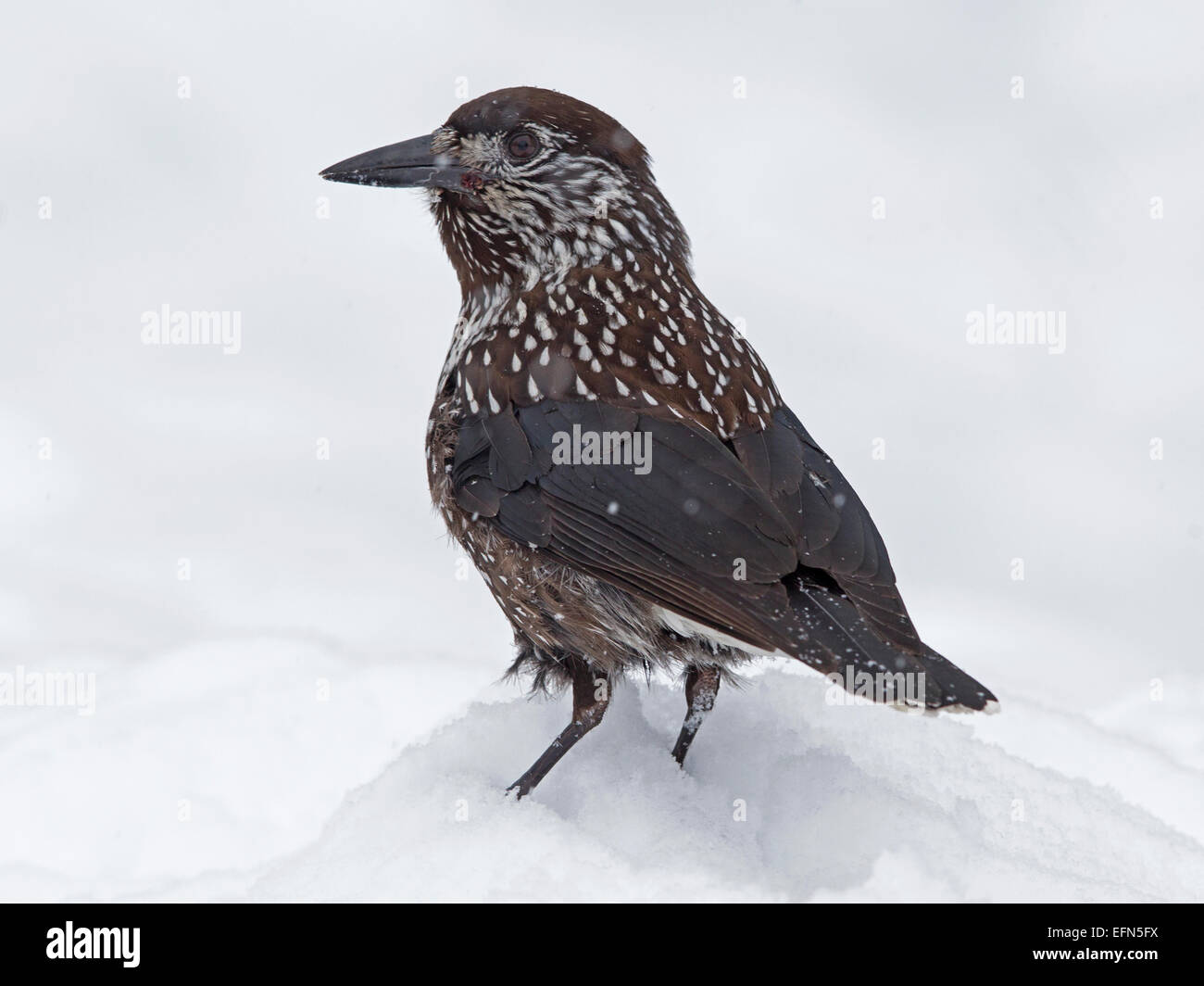 Nussknacker stehen im Schnee entdeckt Stockfoto