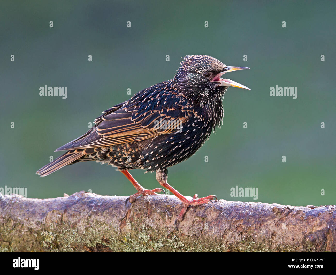 Starling thront auf Zweig, Schnabel offen Stockfoto