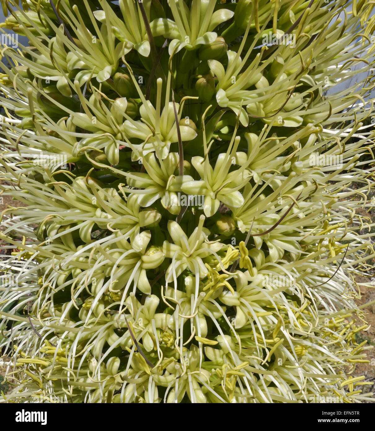 Agave Attenuata, Schweif des Lwen, Pflanze, Schwanenhals, Fuchsschwanz,  Blte, Spanien Stockfotografie - Alamy