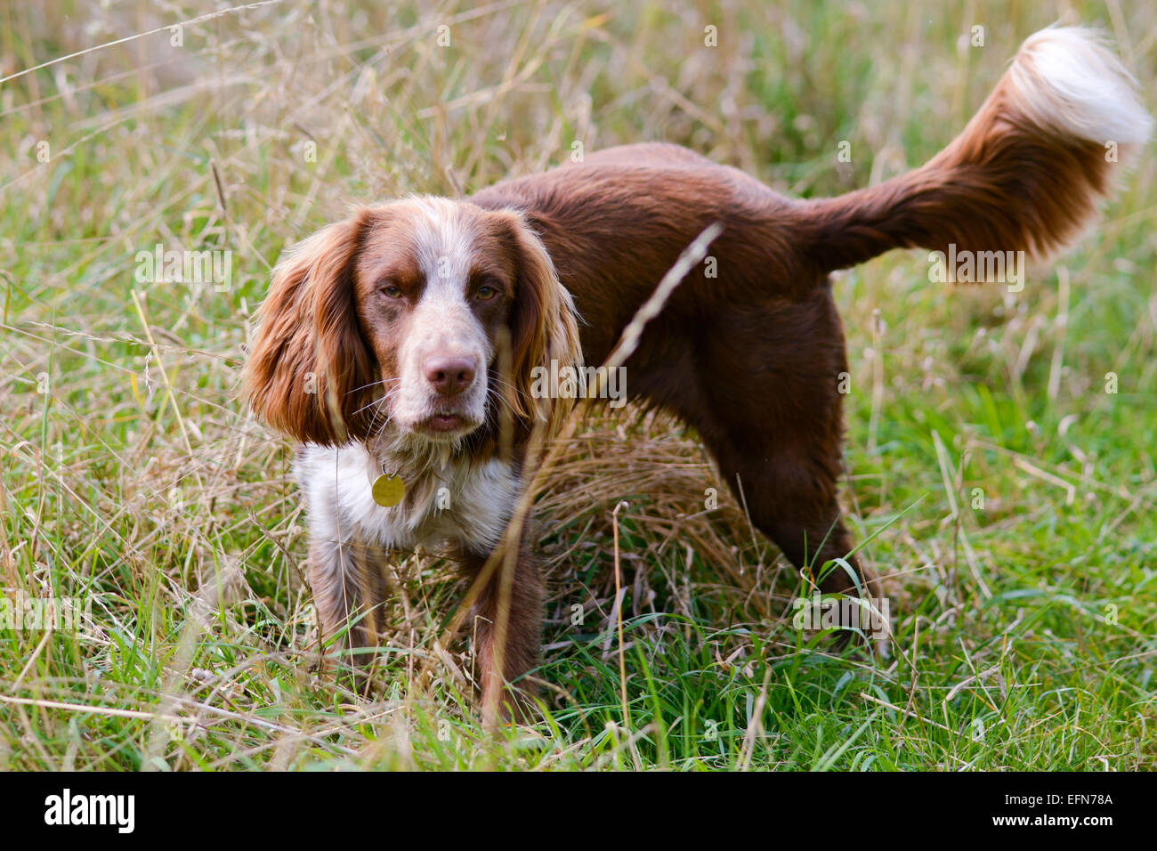 Cocker Spaniel spannen Bein lange Gras im Feld Stockfoto