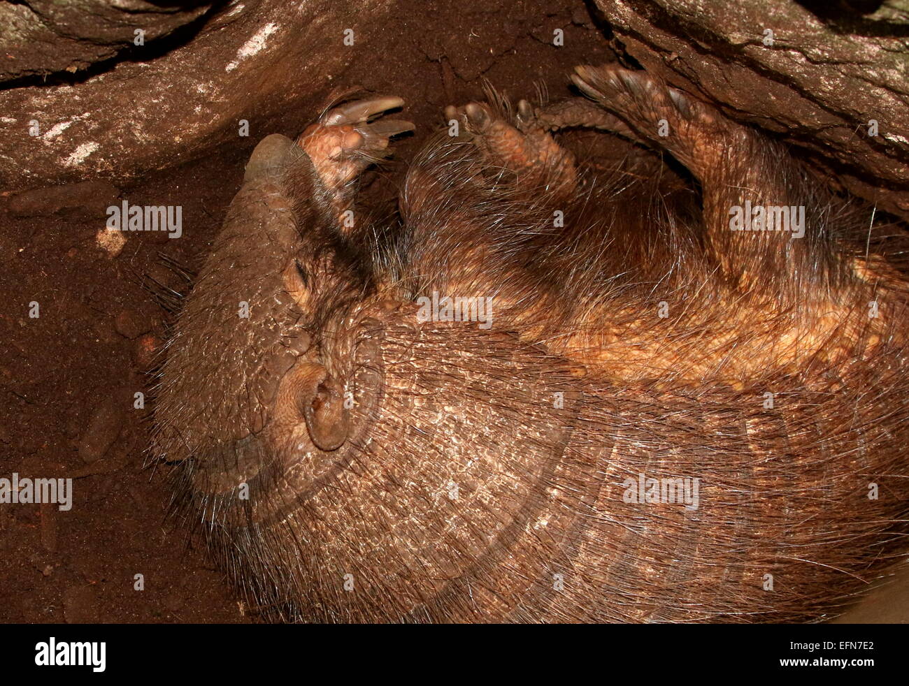 Südamerikanische große behaarte Gürteltier (Chaetophractus Villosus) alle zusammengerollt, ein Nickerchen Stockfoto