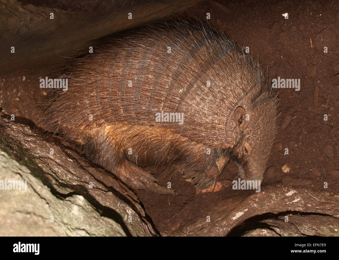 Südamerikanische große behaarte Gürteltier (Chaetophractus Villosus) alle aufgerollt, ein Nickerchen Stockfoto